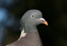 contact background information guide