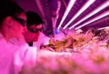 creative growth engine initiative