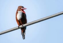 public complaint on calls